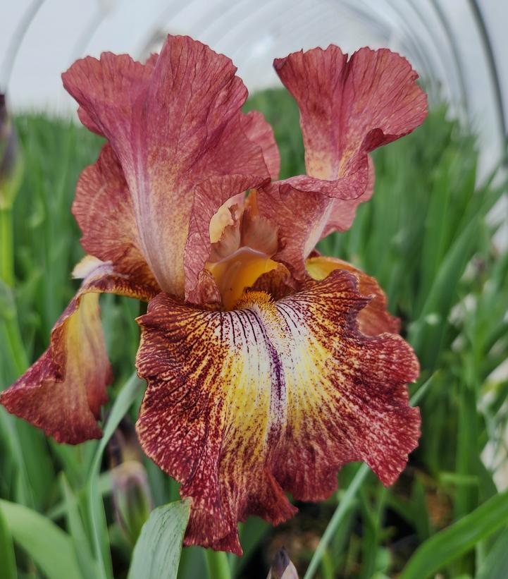 Paprika Fono Bearded Iris