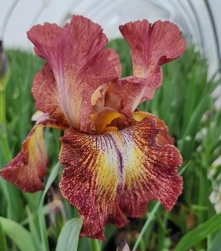 Paprika Fono Bearded Iris