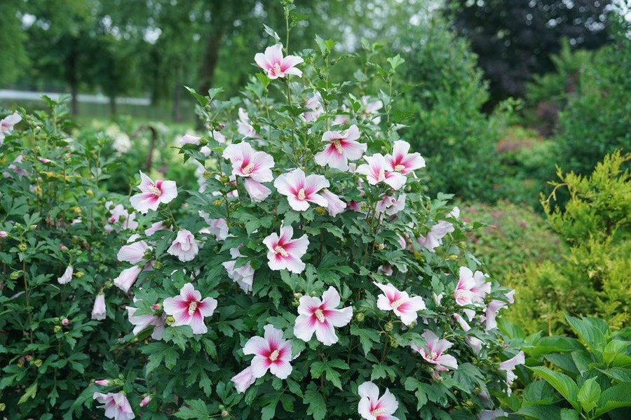 Paraplu Pink Ink® Rose of Sharon
