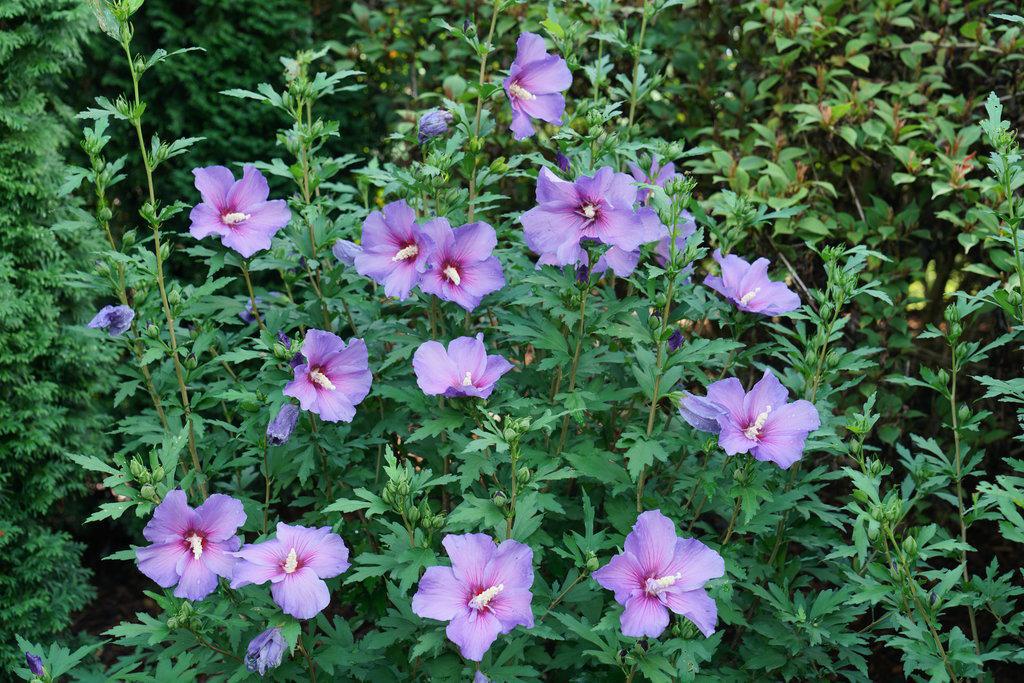 Paraplu Violet® Rose of Sharon