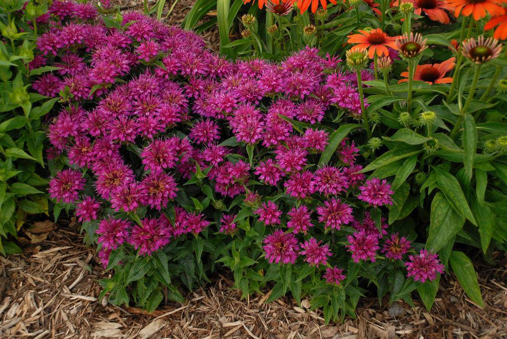 Pardon My Purple Bee Balm