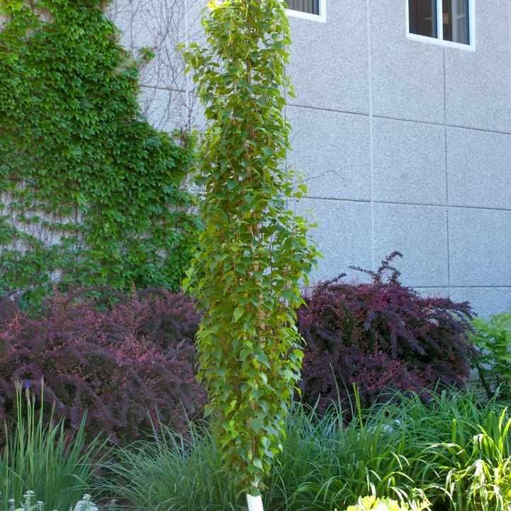 Parkland Pillar® Birch