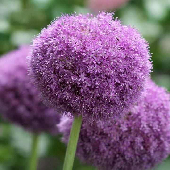 Party Balloon Flowering Onion