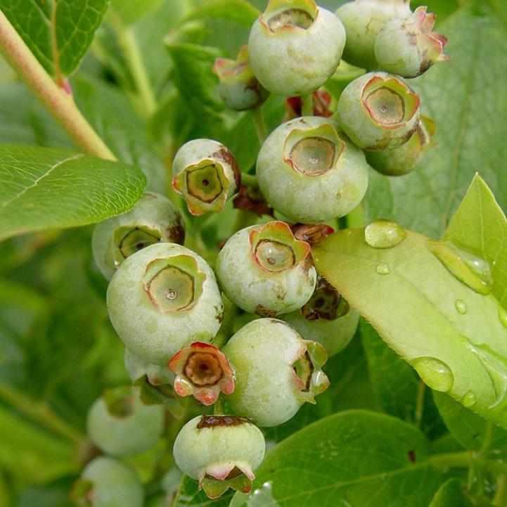 Patriot Blueberry