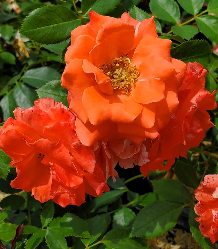 Patriot Dream Rose