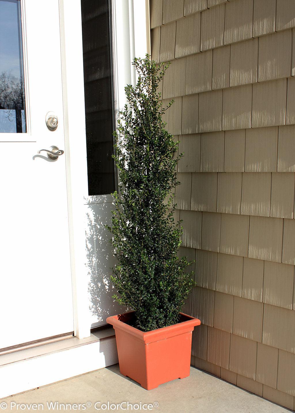 Patti O Box Japanese Holly