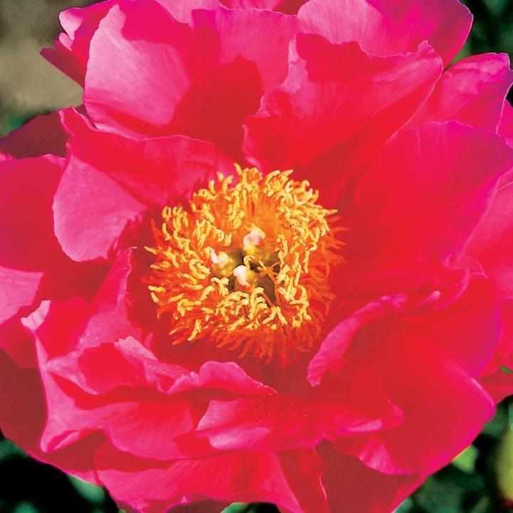 Paula Fay Peony