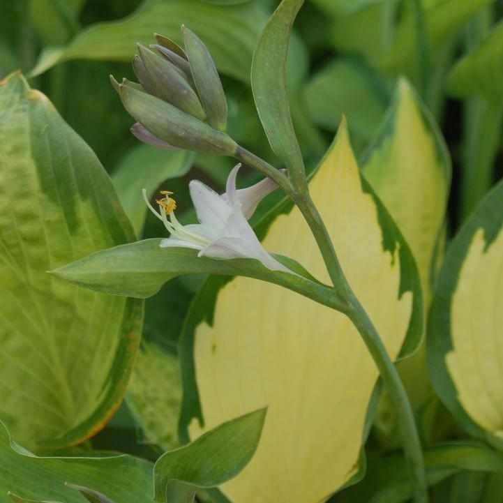 Paul's Glory Hosta