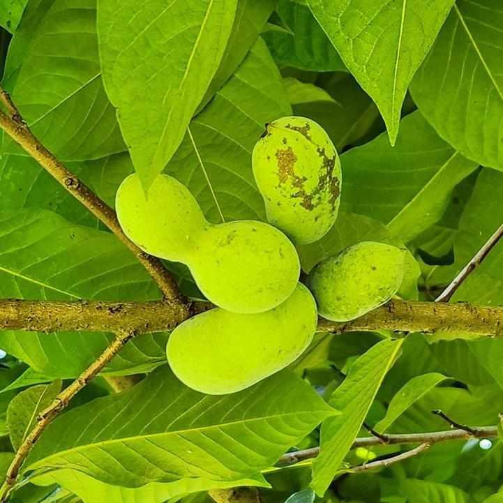 Pawpaw