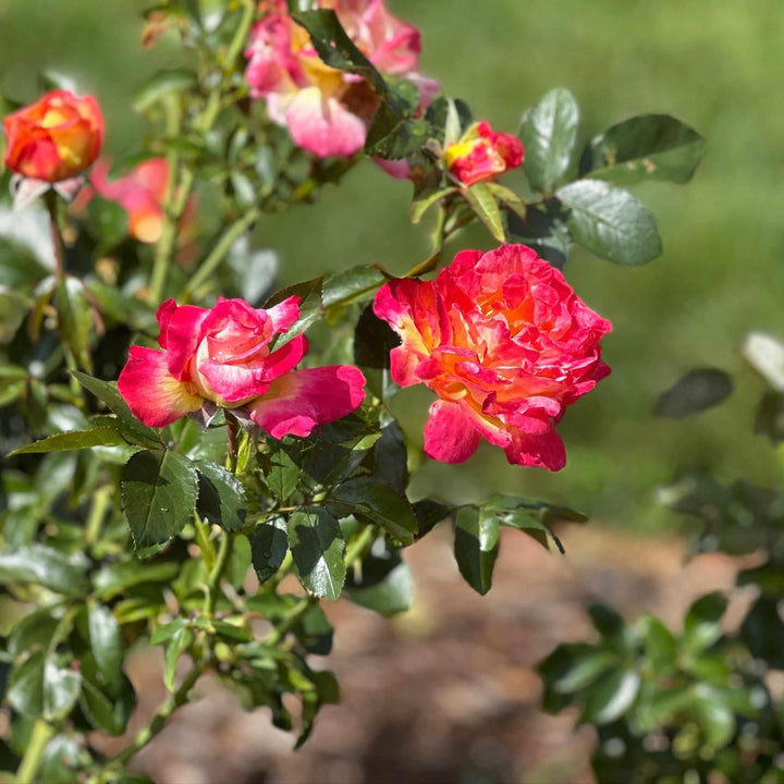 Peace Hybrid Tea Rose