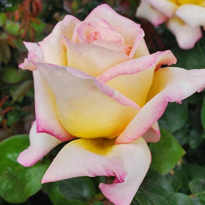 Peace Hybrid Tea Rose