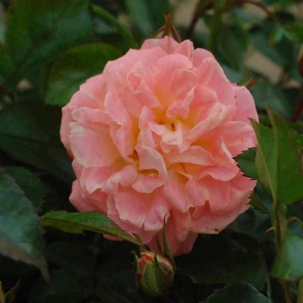 Peach Drift® Rose