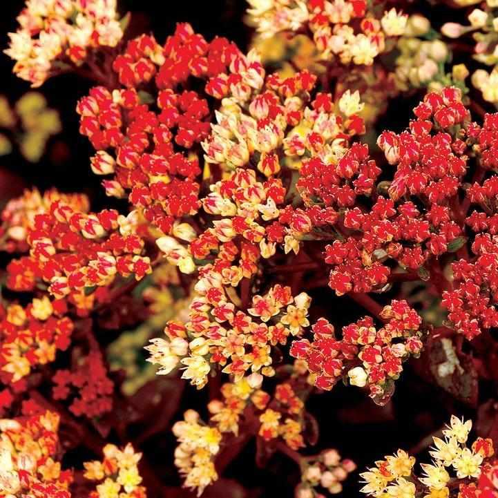 Peach Pearls Stonecrop
