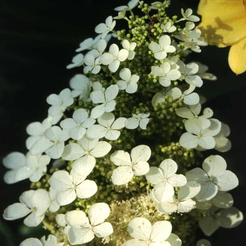 Pee Wee Oakleaf Hydrangea