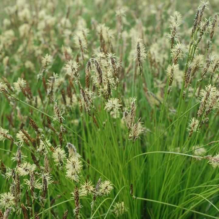 Pennsylvania Sedge