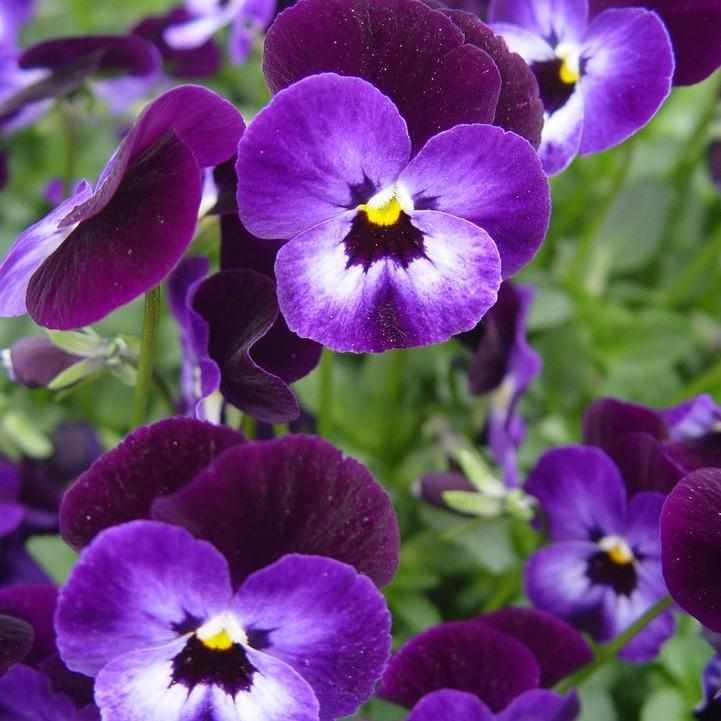 Penny® Denim Jump Up Viola