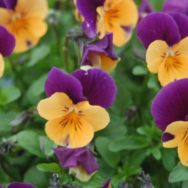 Penny® Orange Jump-up Viola