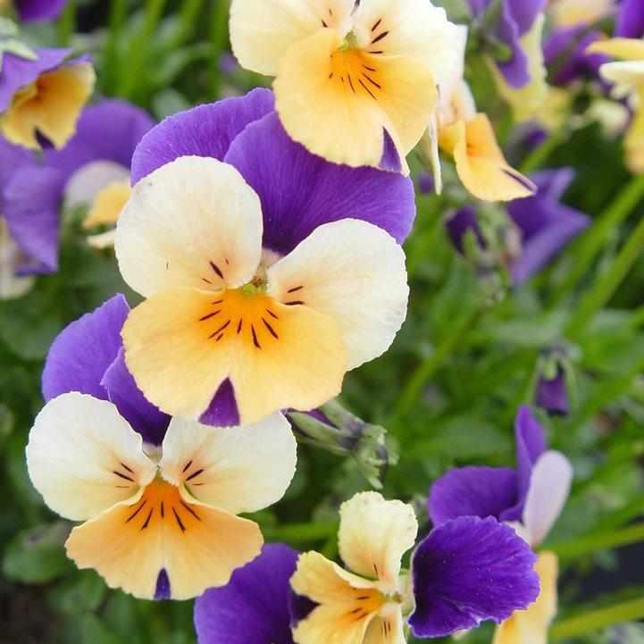 Penny® Peach Jump Up Viola
