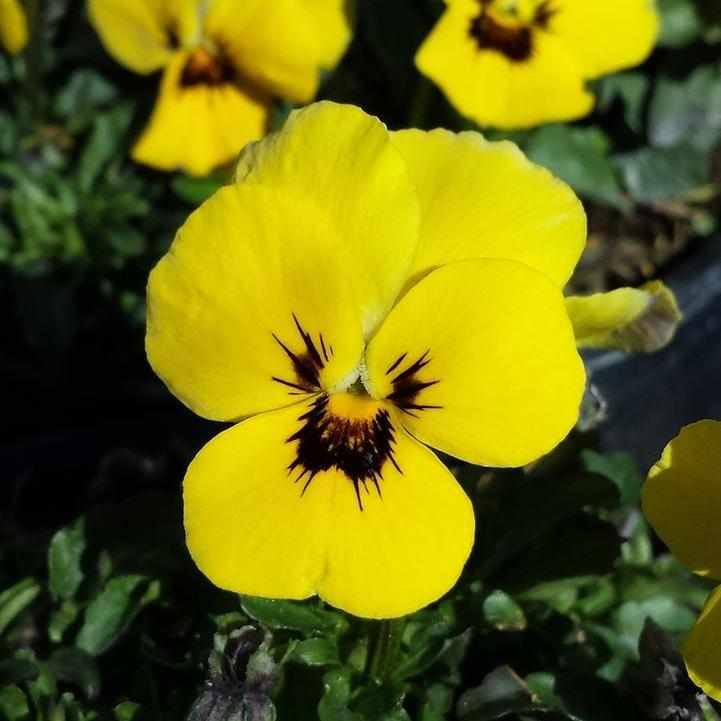 Penny® Yellow Blotch Viola