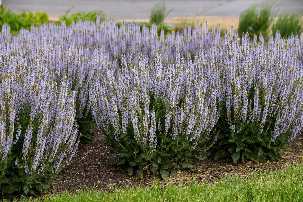 Perfect Profusion Salvia