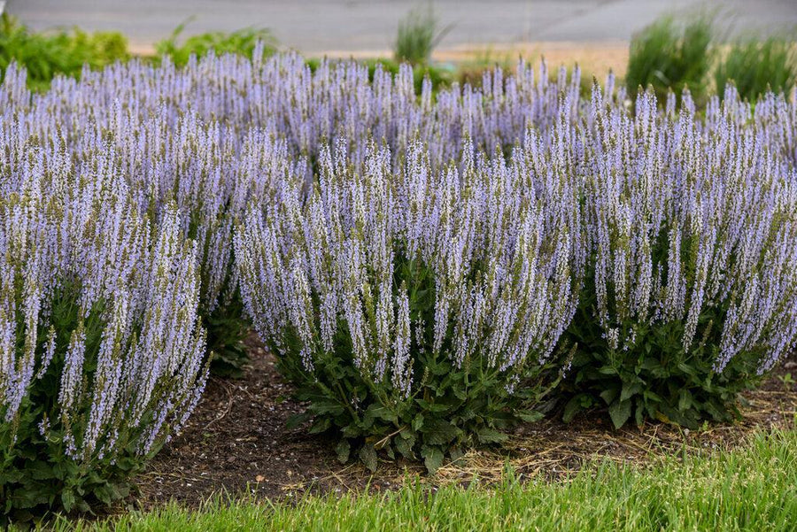 Perfect Profusion Salvia