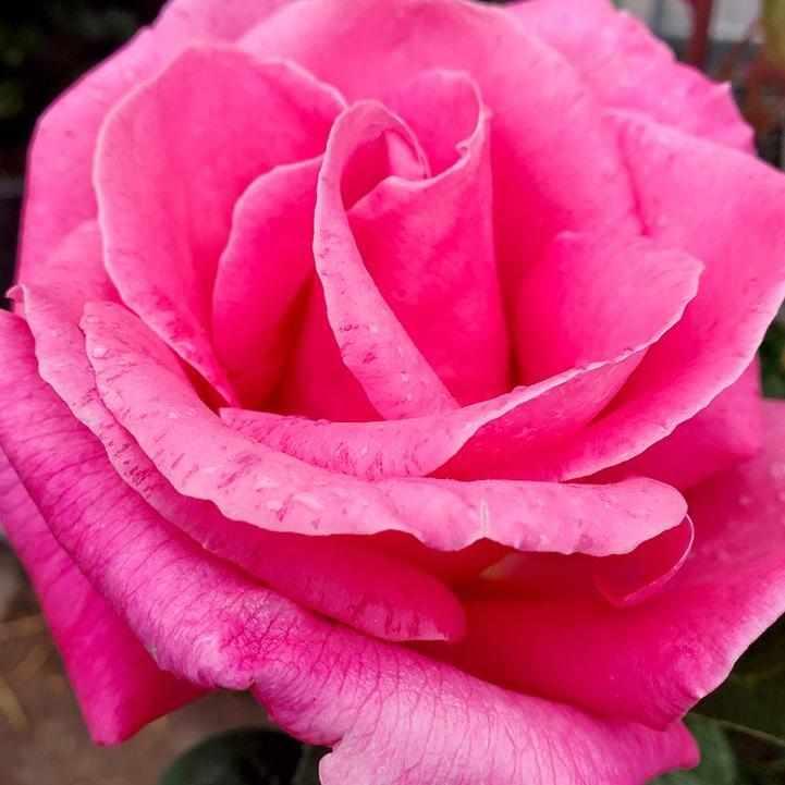 Perfume Delight Hybrid Tea Rose