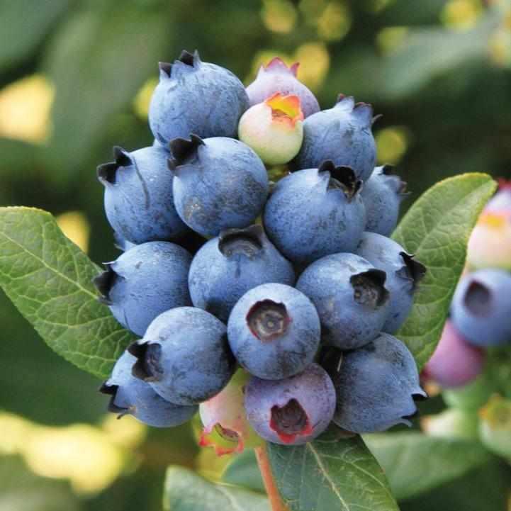 Perpetua® Blueberry