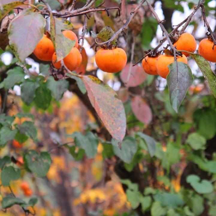 Persimmon Tree