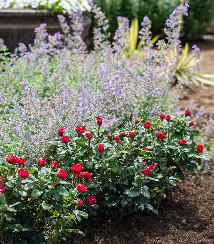 Petite Knock Out® Minature Rose