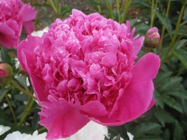 Petite Renee Peony