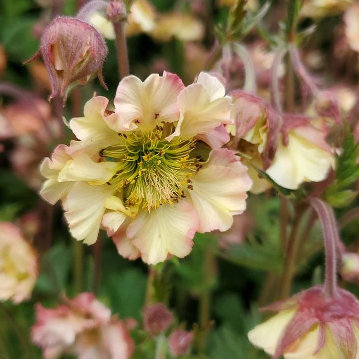 Petticoats® Peach Avens