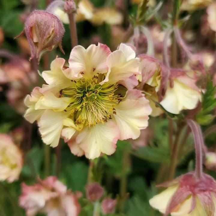 Petticoats® Peach Avens