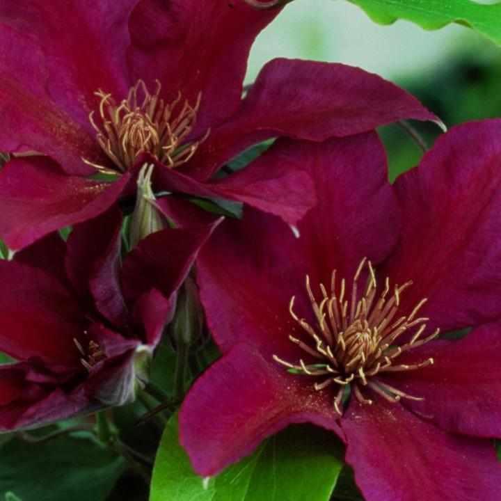 Picardy® Clematis