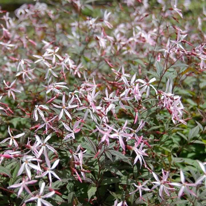Pin Profusion Bowman's root