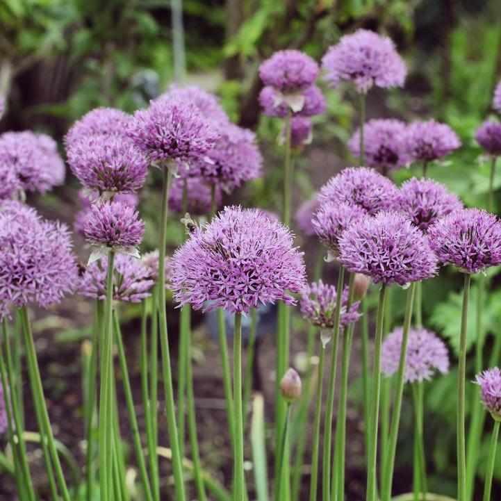 Pinball Wizard Flowering Onion