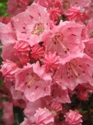 Pink Charm Mountain Laurel