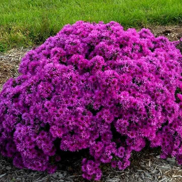 Pink Crush New England Aster
