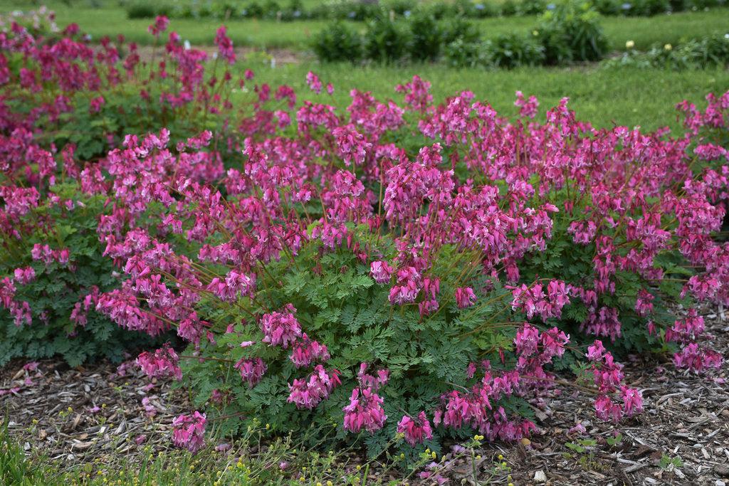 Pink Diamonds Fernleaf Bleeding Heart