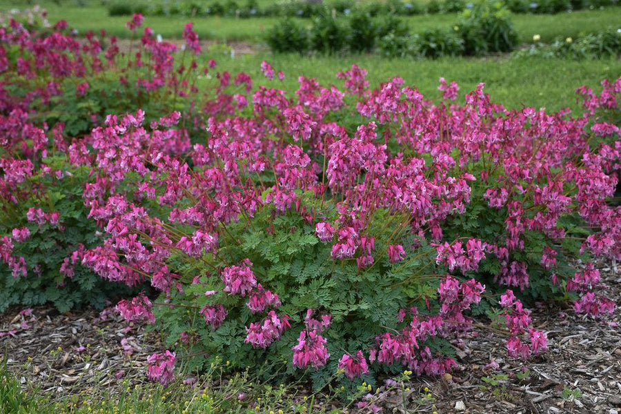 Pink Diamonds Fernleaf Bleeding Heart