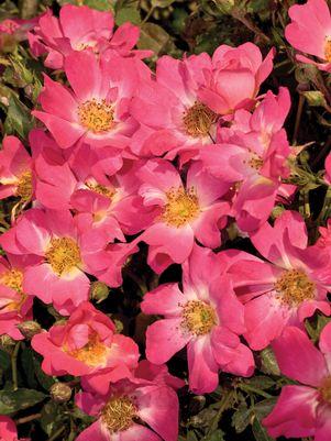 Pink Drift® Rose