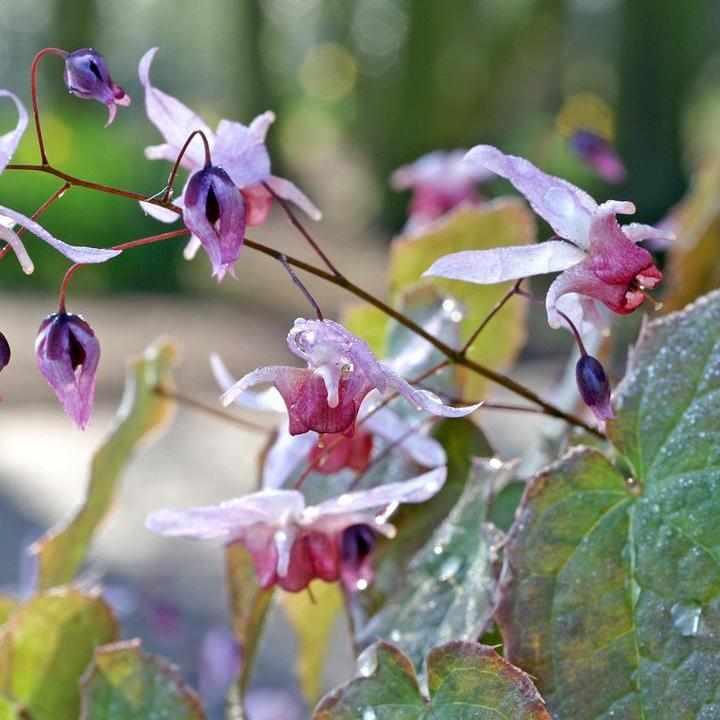 Pink Elf Barrenwort