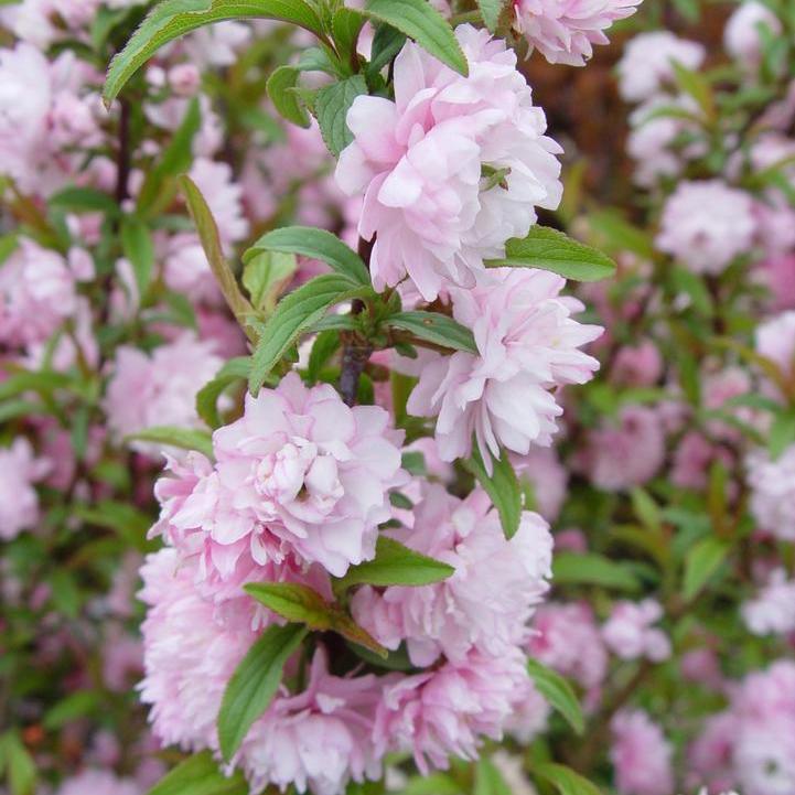 Pink Flowering Almond