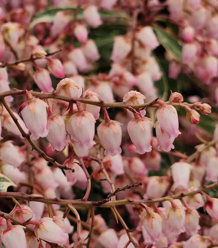 Pink Frost Andromeda