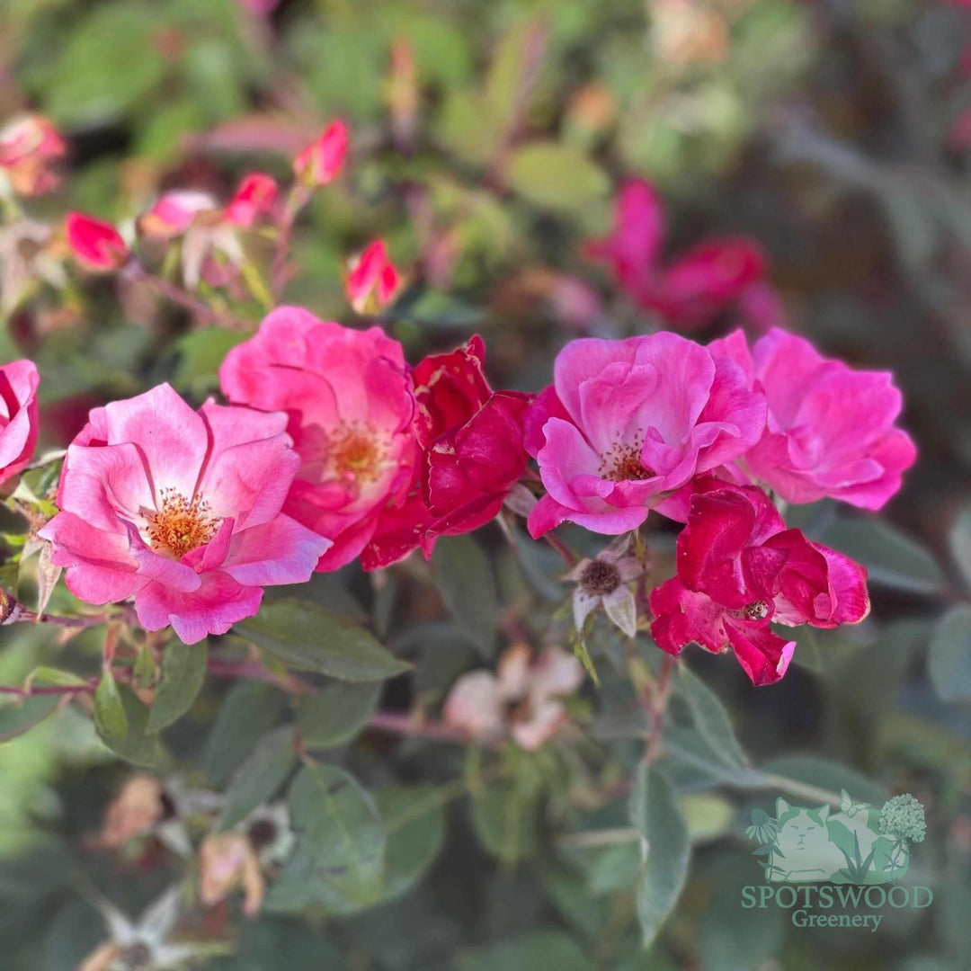 rosa-knock-out-pink-knock-out