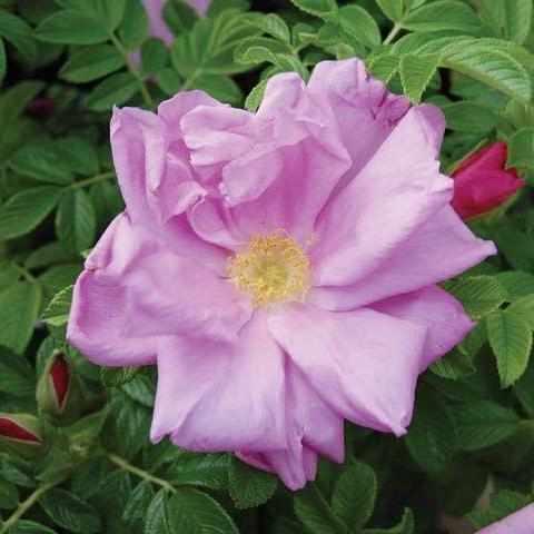Pink Pavement Rose