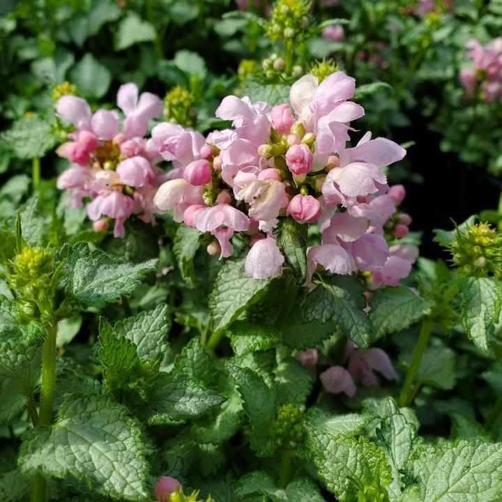 Pink Pewter Spotted Deadnettle