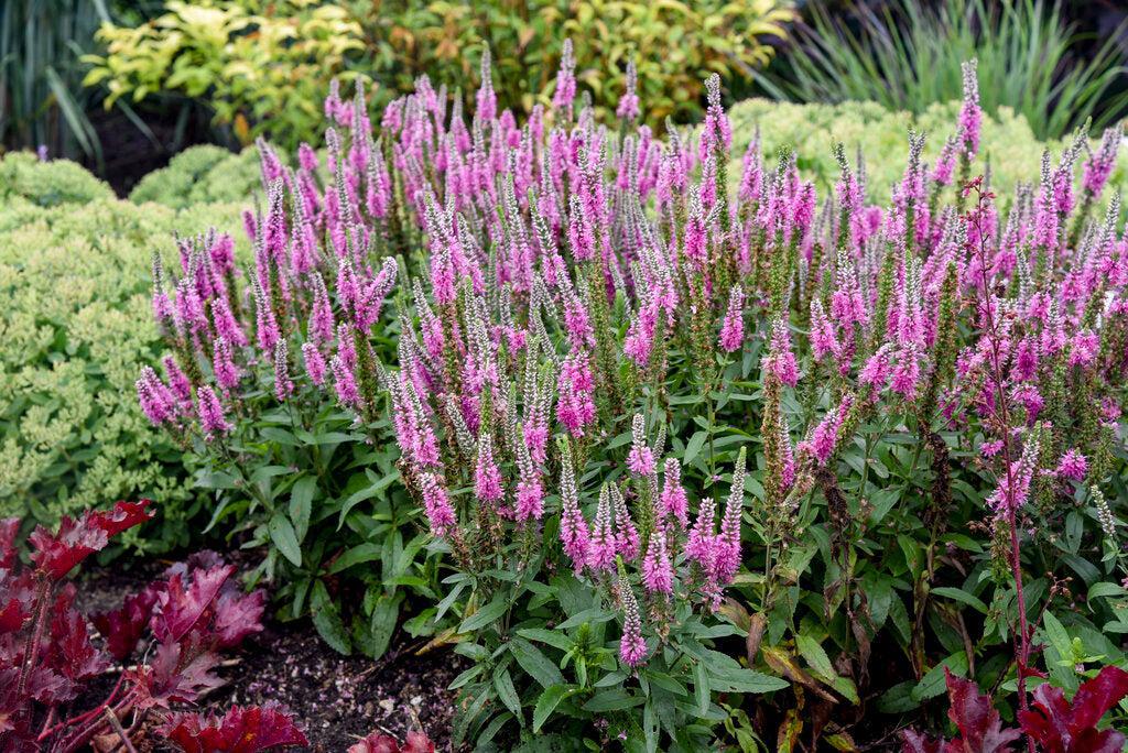 Pink Potion Spike Speedwell