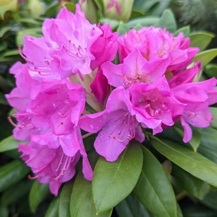 Pink Rosebay Rhododendron