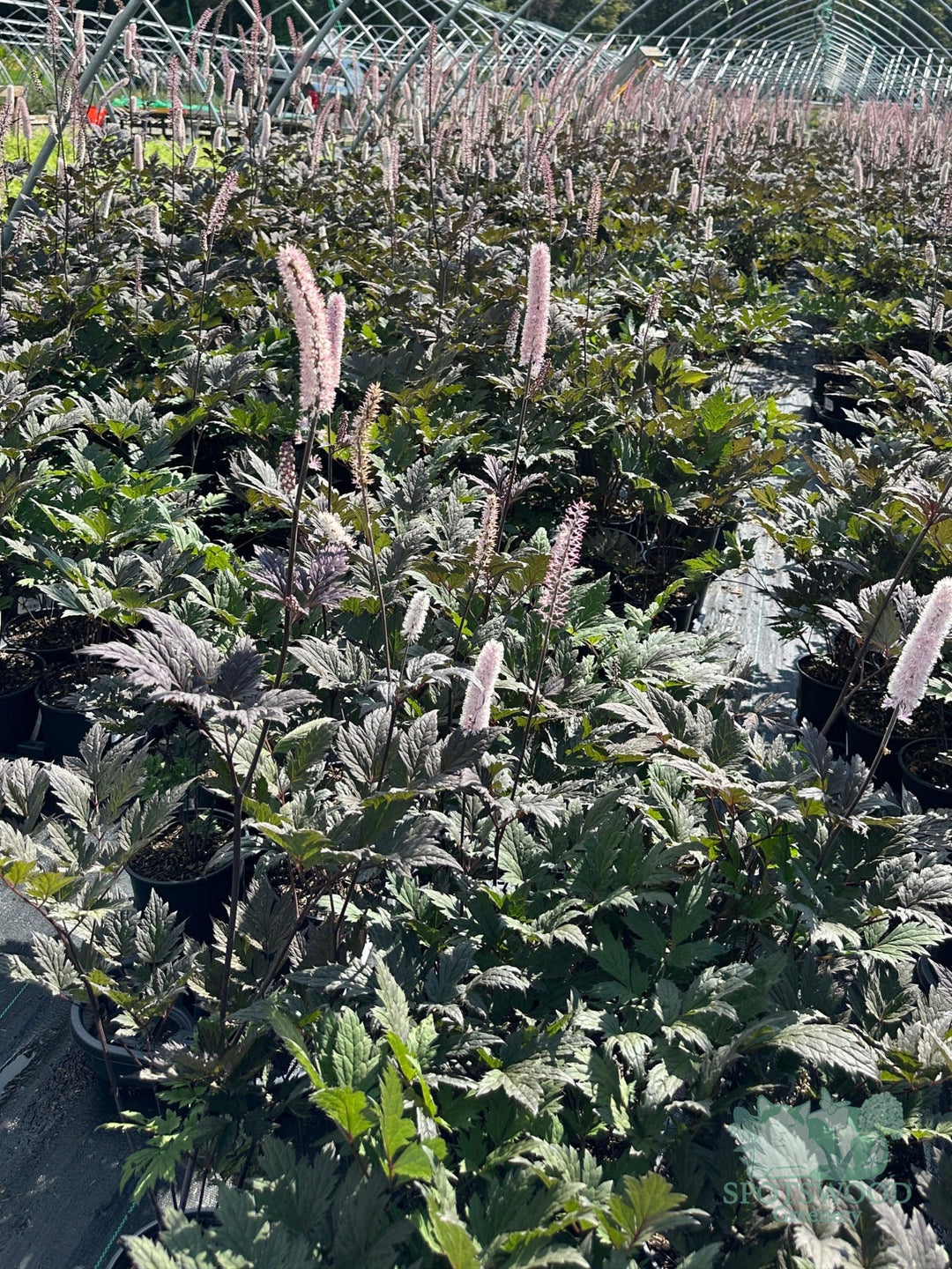 actaea-pink-spike-cimicifuga