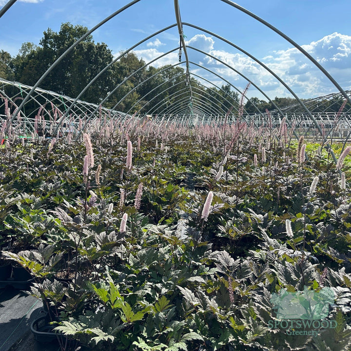 actaea-pink-spike-cimicifuga
